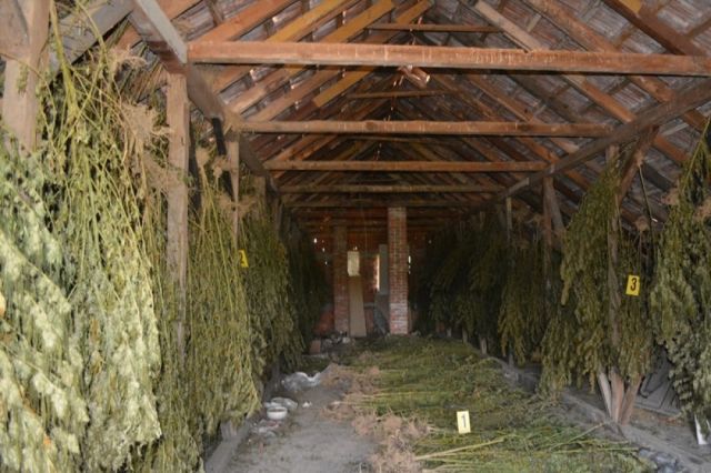 Najveća zapljena u posljednjih 10 godina: U Pelagićevu pronađeno 739 kilograma marihuane