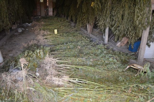 Najveća zapljena u posljednjih 10 godina: U Pelagićevu pronađeno 739 kilograma marihuane