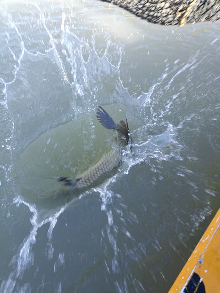 Poribljavanje Drine i Zvorničkog jezera sa 200kg ribe
