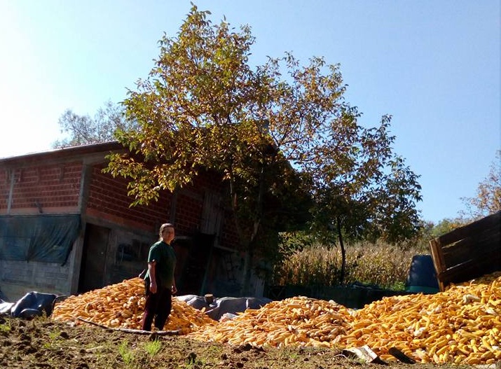 Više od 30 tona kukuruza ubrano na poljoprivrednom gazdinstvu Halilović u Križevićima (FOTO)