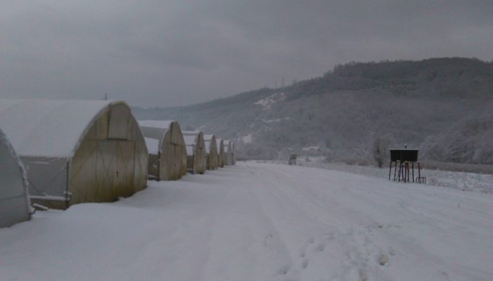 Korisni savjeti: Spasite plastenike, ne dopustite da ih snijeg uništi!