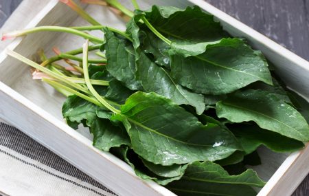 Zelje: Izvor vitamina i minerala