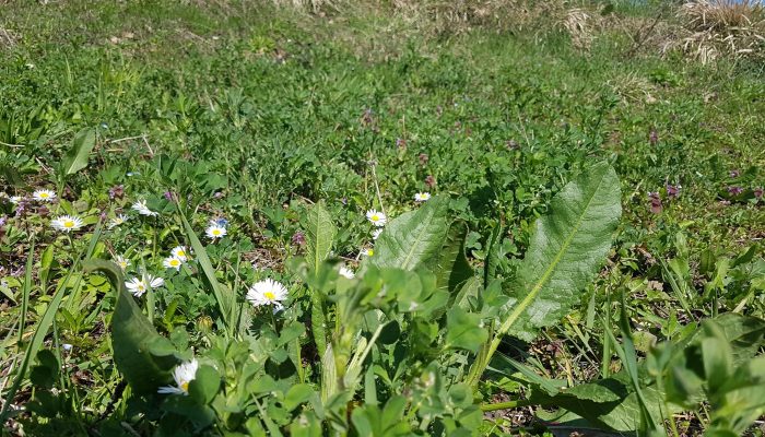 Zelje: Izvor vitamina i minerala