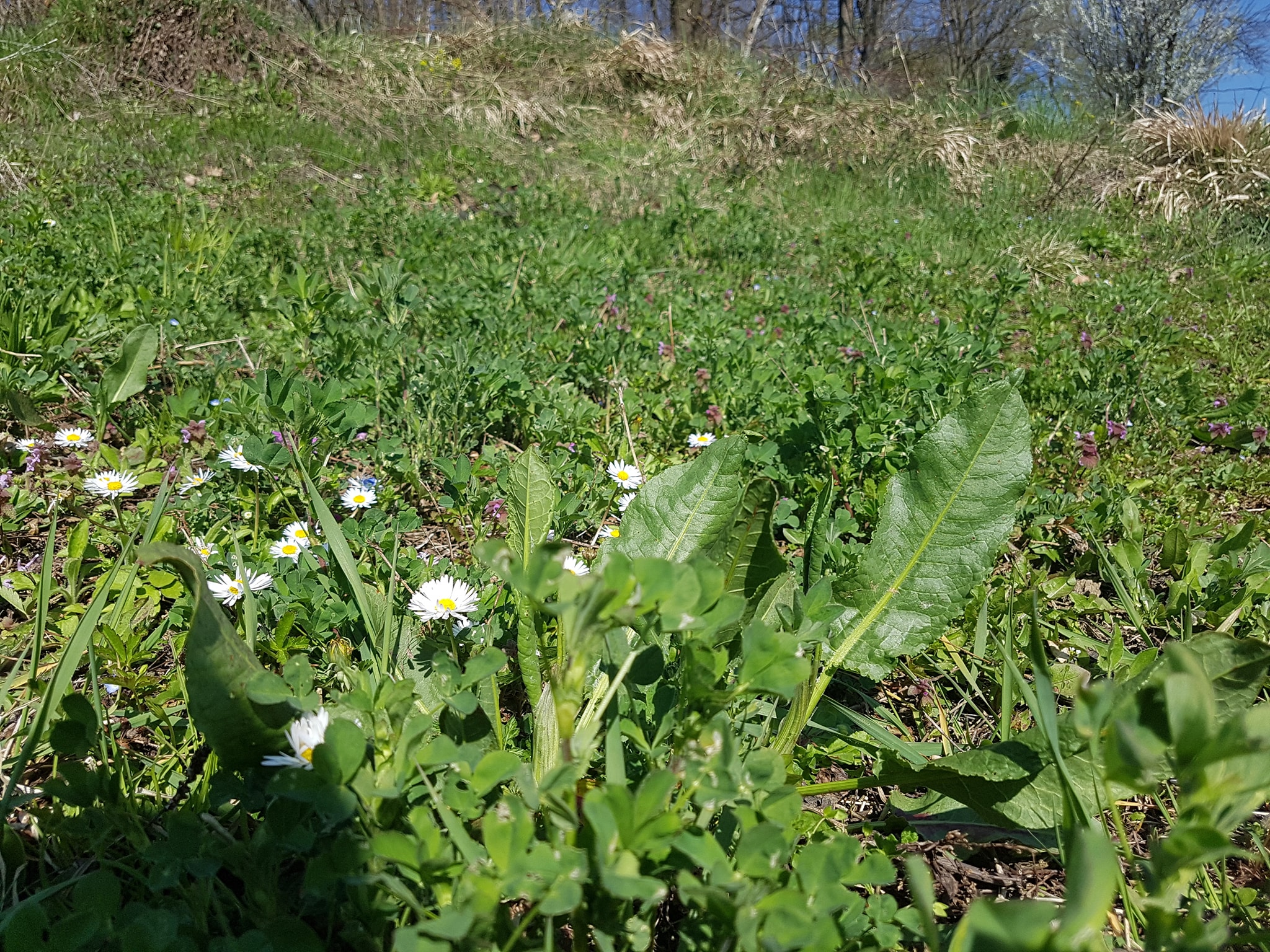 Zelje: Izvor vitamina i minerala