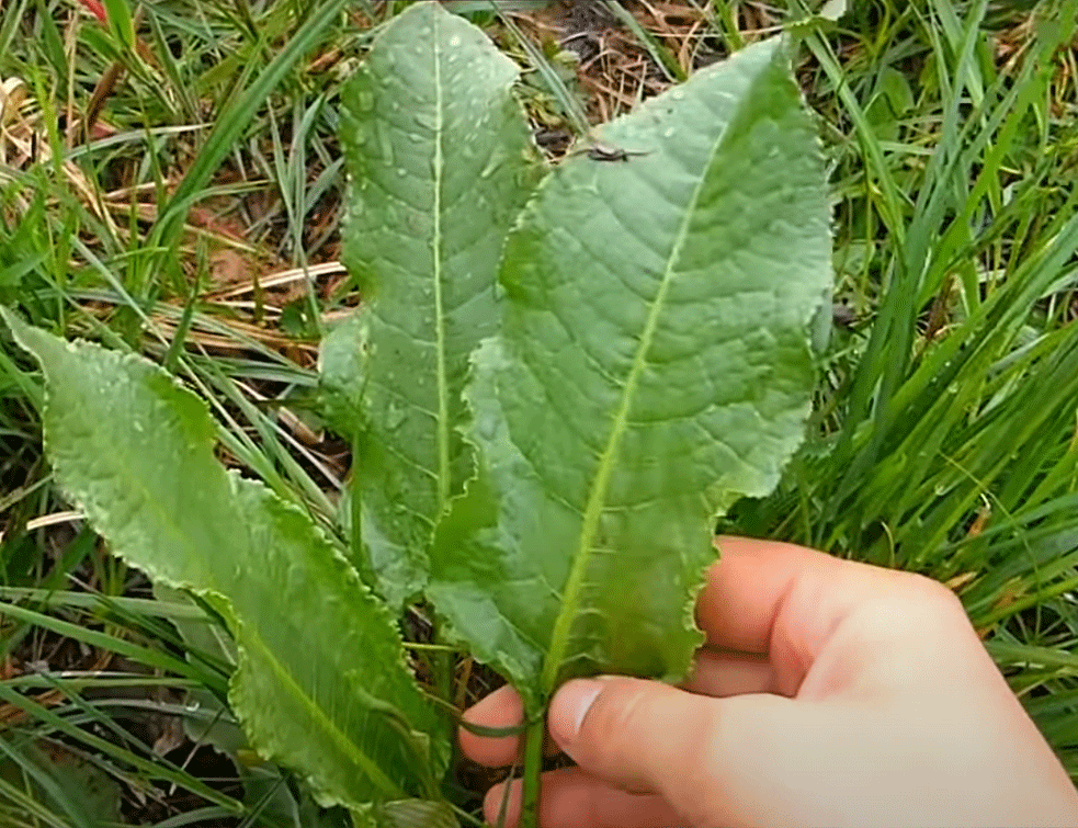 Zelje: Izvor vitamina i minerala