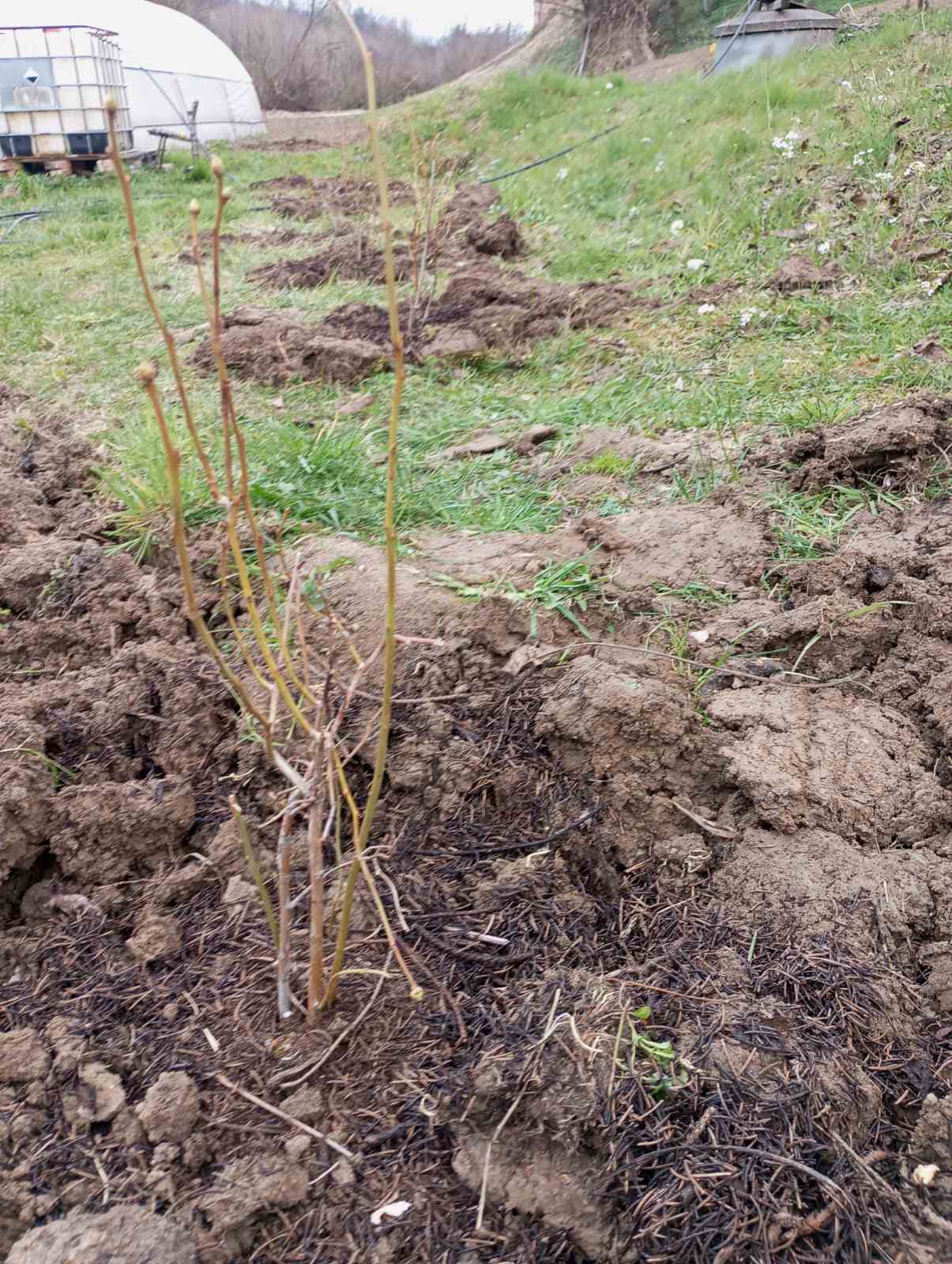 Šta je sve potrebno za uspješan uzgoj borovnice?
