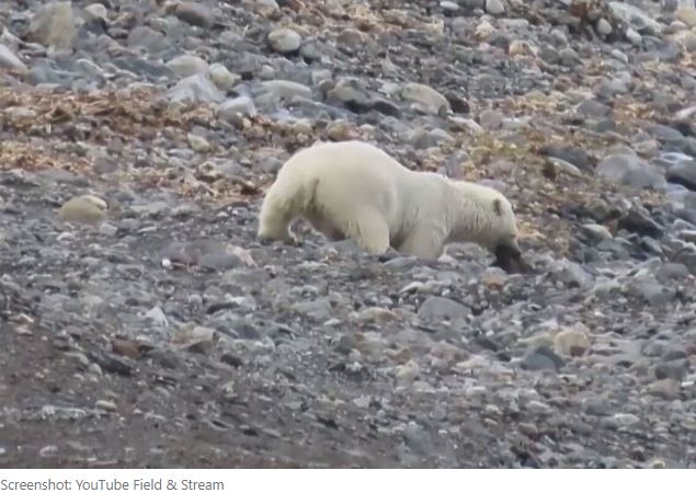 Objavljen snimak polarnog medvjeda koji jede irvasa, za pojedine još jedan dokaz klimatskih promjena