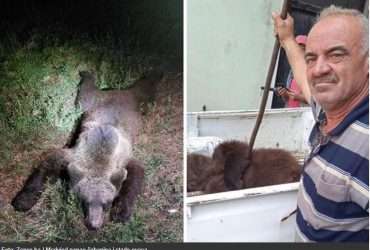 Mladi medvjed napao čobanina, pse i ovce, pa završio ustrijeljen (FOTO)