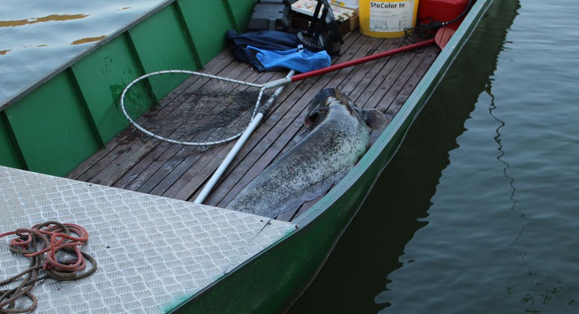 Ulovljen som od 20 kilograma na Zvorničkom jezeru, Faruk Efendić nakon 15 minuta borbe uspio izvući kapitalca dugog 135 cm (FOTO)