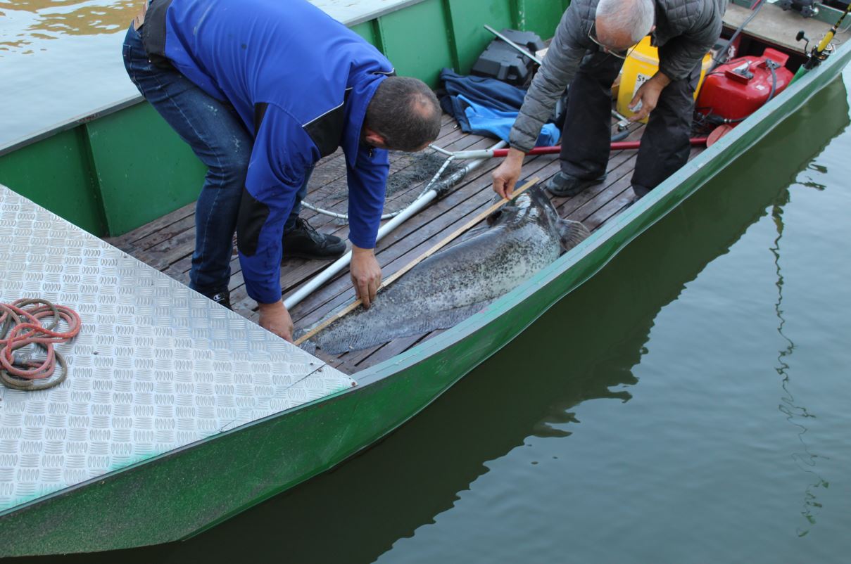 Ulovljen som od 20 kilograma na Zvorničkom jezeru, Faruk Efendić nakon 15 minuta borbe uspio izvući kapitalca dugog 135 cm (FOTO)