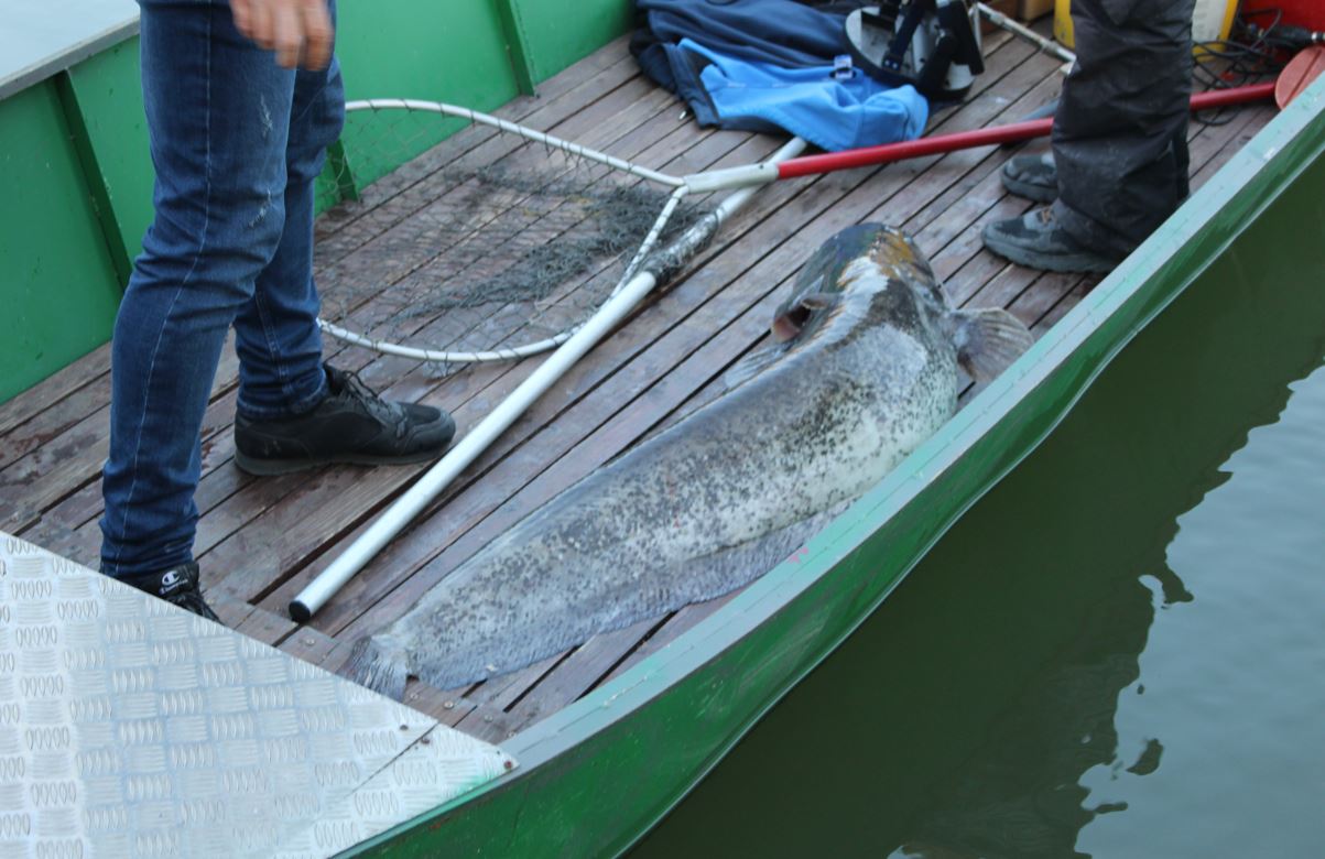 Ulovljen som od 20 kilograma na Zvorničkom jezeru, Faruk Efendić nakon 15 minuta borbe uspio izvući kapitalca dugog 135 cm (FOTO)