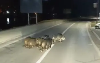 Pojava divljih životinja u gradskim sredinama