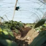 Kako podići plastenik sa minimalnim finansijskim iznosom (VIDEO)