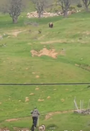 Na Vlašiću snimljen Alija koji sa svojim psima ide u susret medvjedu (VIDEO)