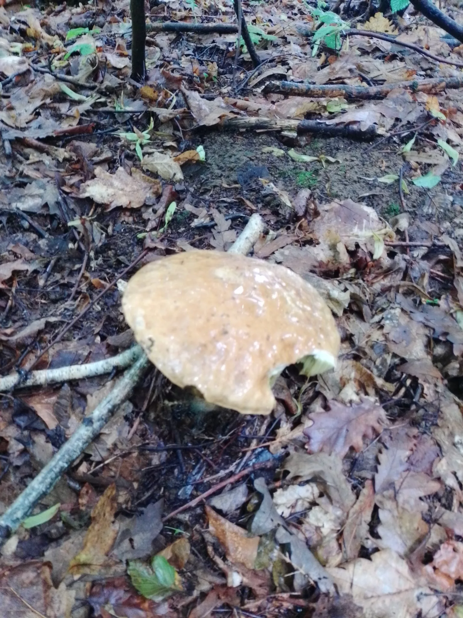 Počela sezona branja jestivih gljiva u Podrinju, gljivarenje ima puno pozitivnosti, ali i manje opasnosti (FOTO)