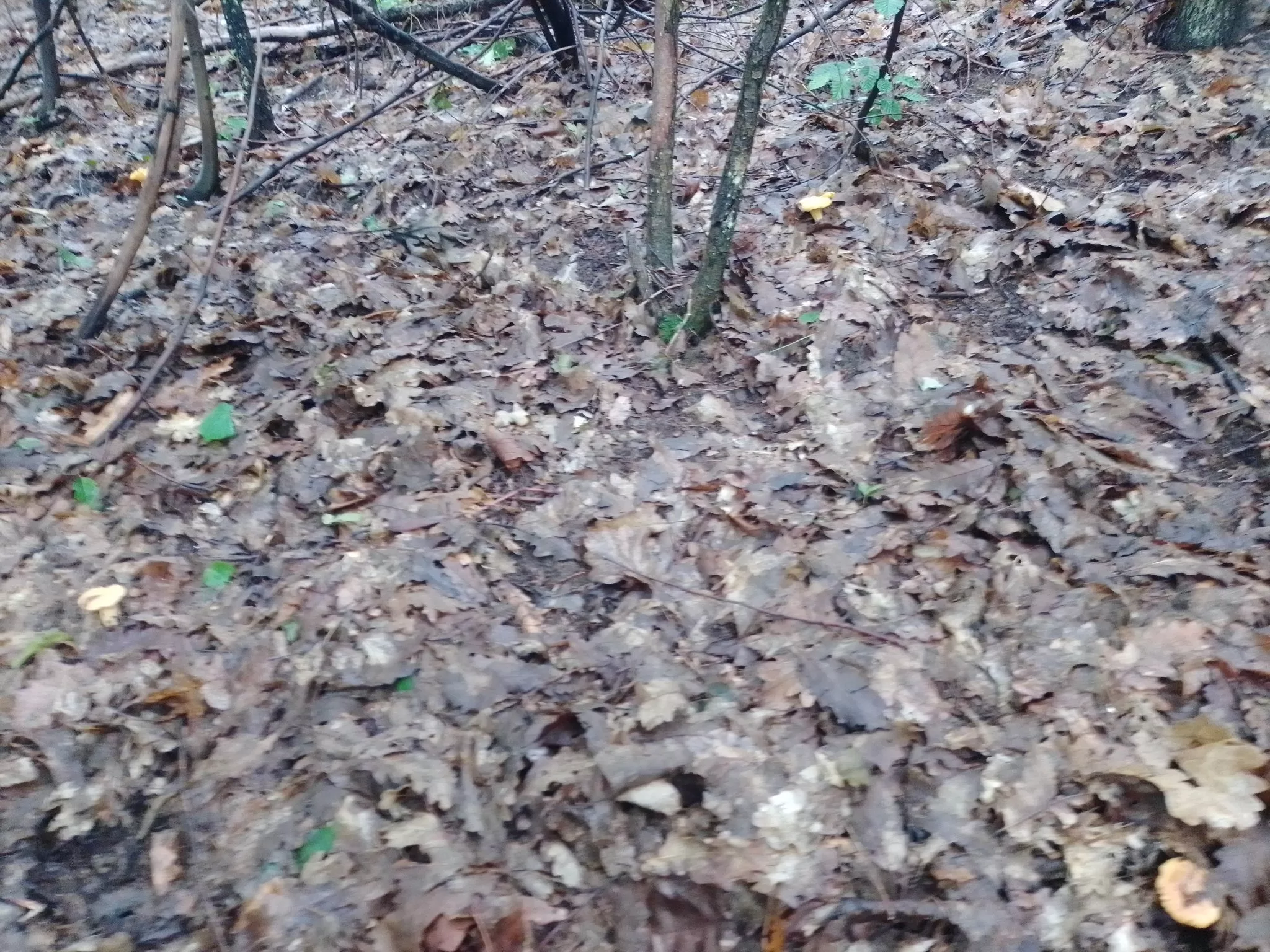 Počela sezona branja jestivih gljiva u Podrinju, gljivarenje ima puno pozitivnosti, ali i manje opasnosti (FOTO)