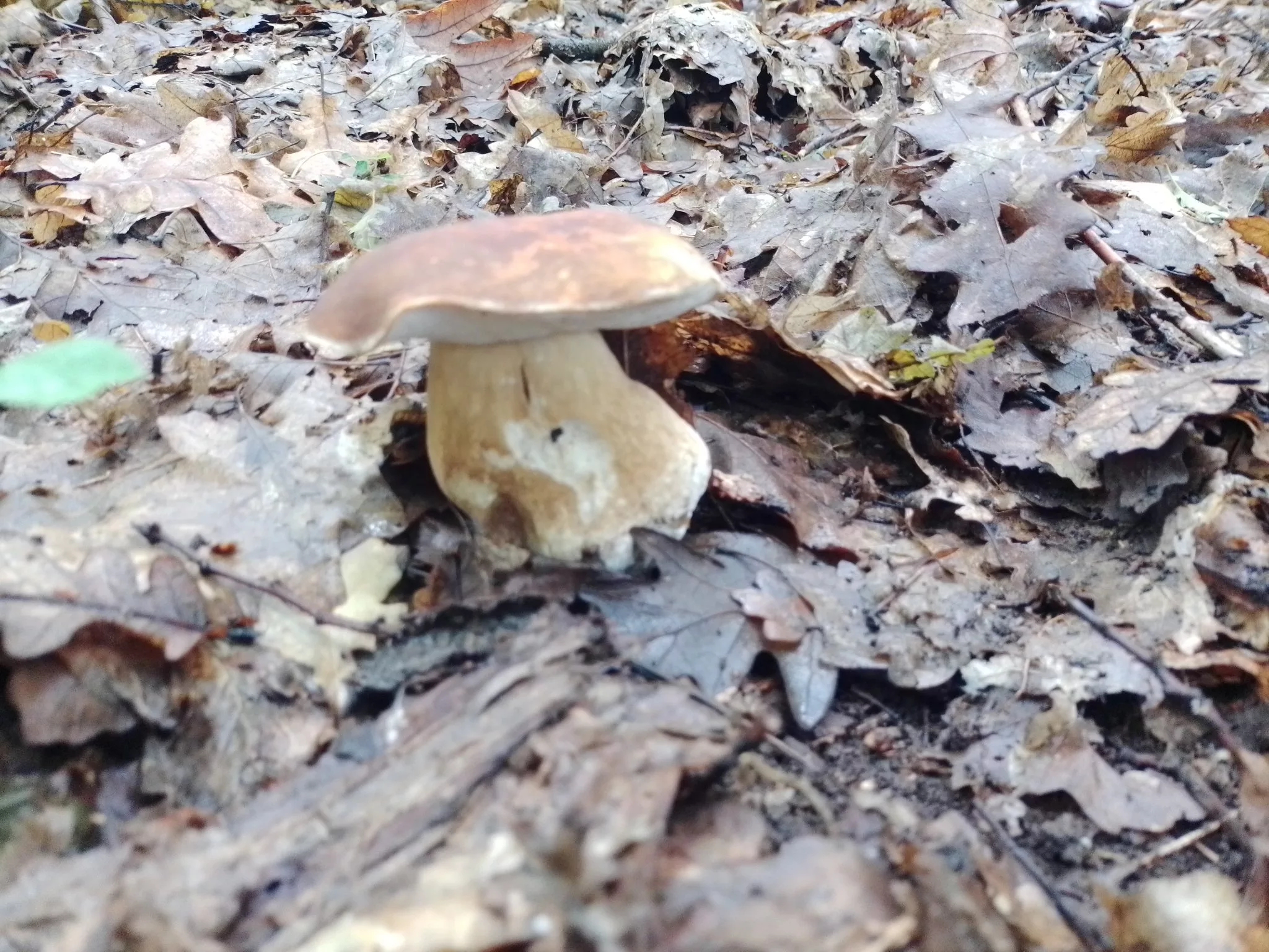Počela sezona branja jestivih gljiva u Podrinju, gljivarenje ima puno pozitivnosti, ali i manje opasnosti (FOTO)