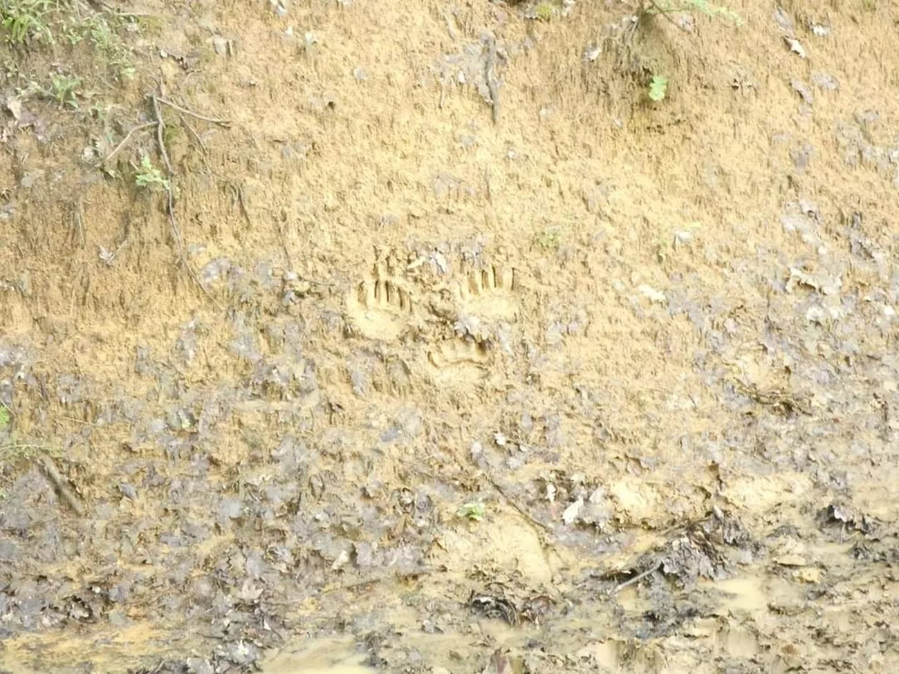 Medvjed sada primjećen u blizini tri sela na području Sapne (FOTO)