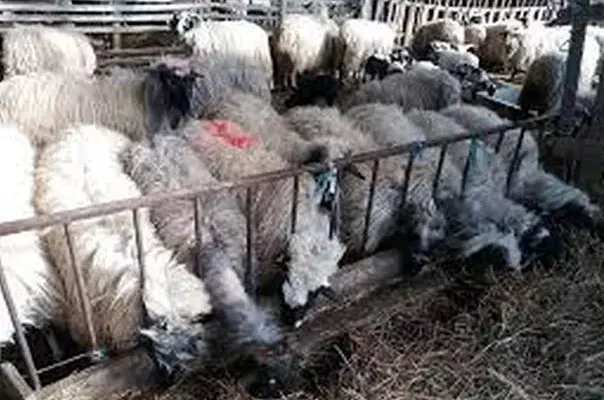 U Zvorniku ukradeno oko 20 ovaca, policija uhapsila osumnjičenog