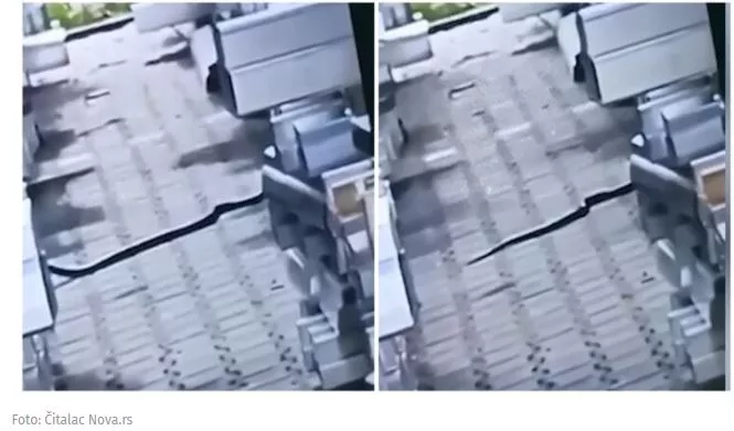 Snimak džinovske zmije u Loznici uznemirio građane, tvrde da se uputila prema reci Štiri (VIDEO)