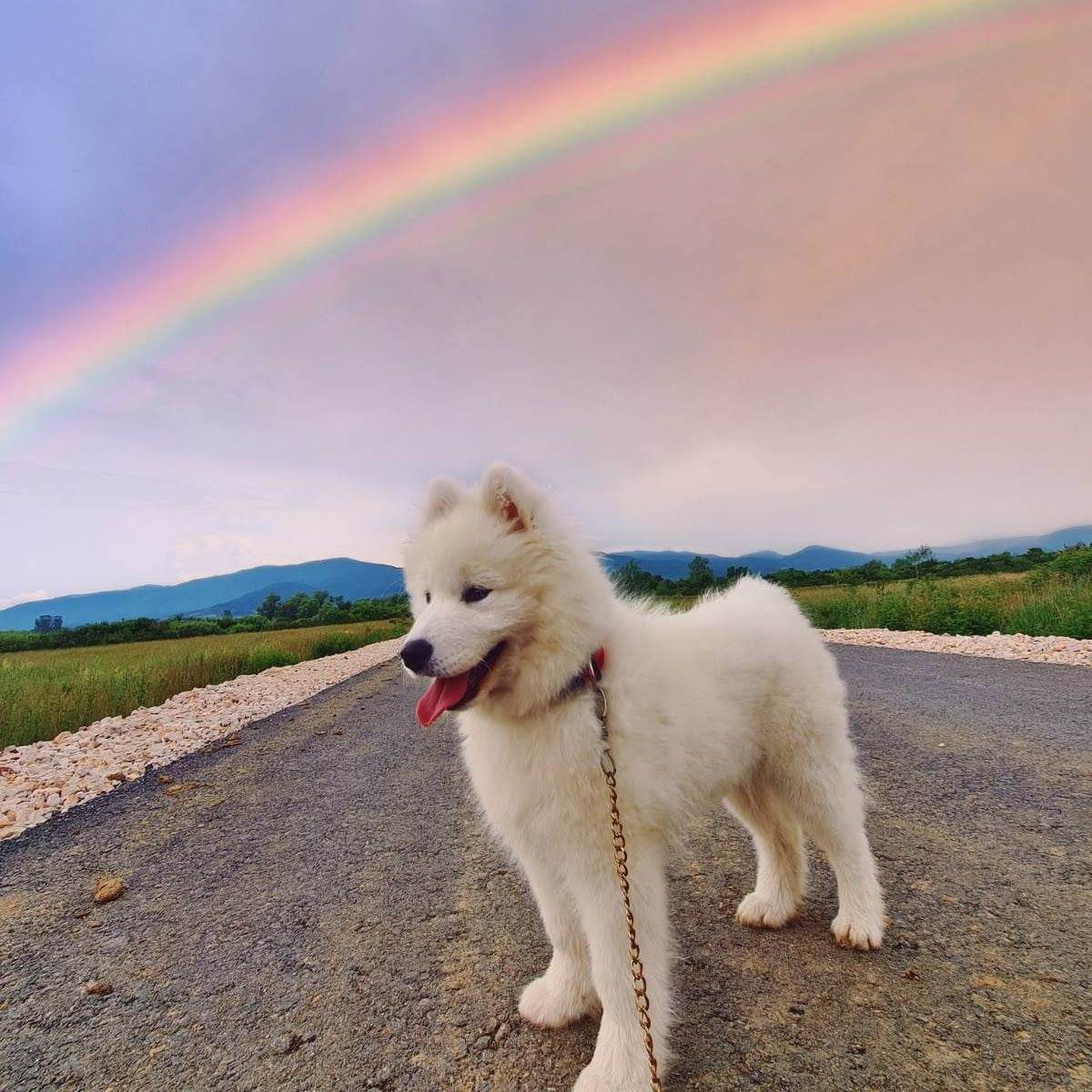 Zašto psi laju samo na određene ljude