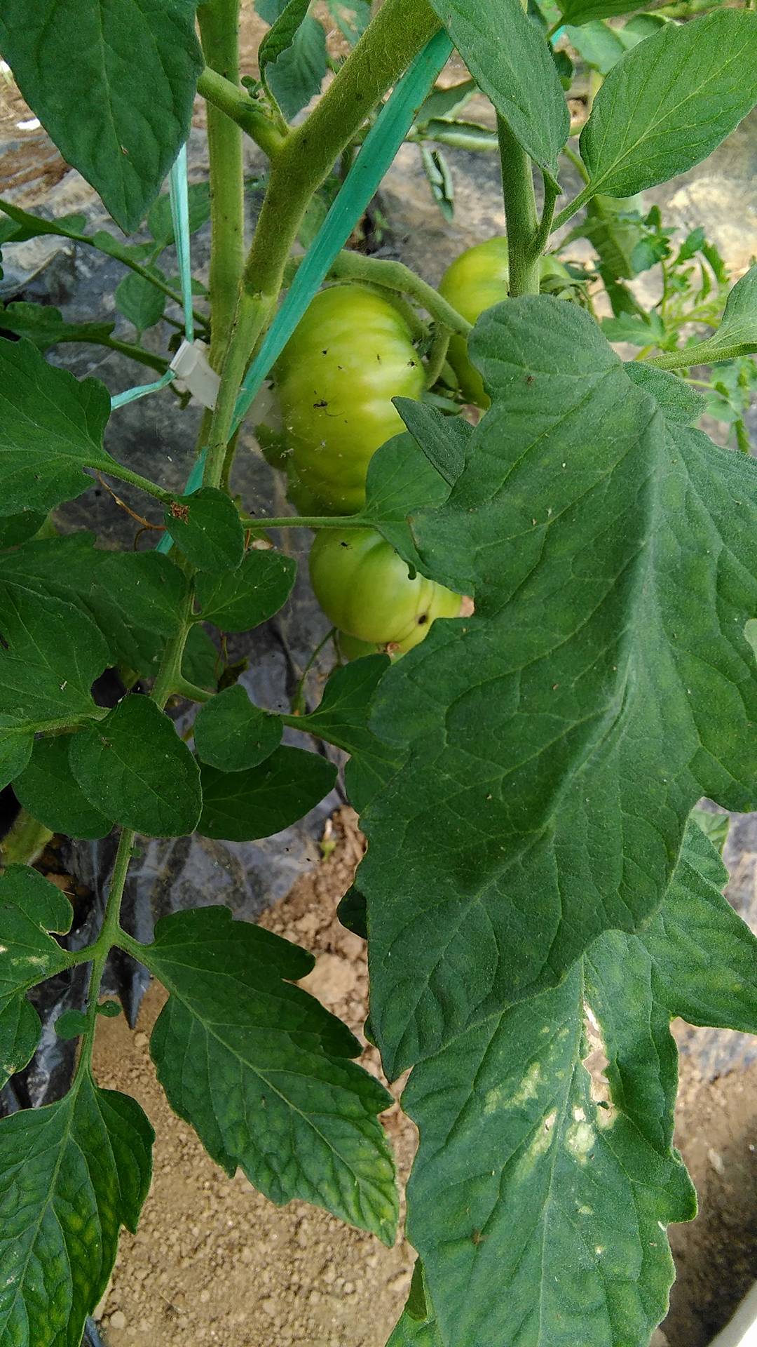 Sedam trikova kako dobiti više paradajza na svakoj stabljici