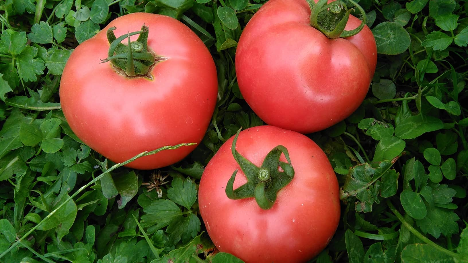 Sedam trikova kako dobiti više paradajza na svakoj stabljici
