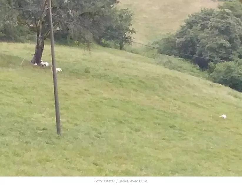 Grom ubio devet ovaca dok su bile na ispaši (FOTO)