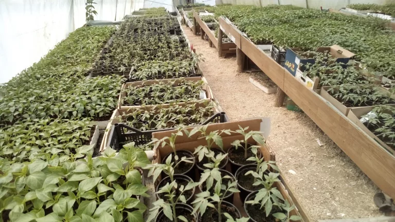 Najčešće bolesti rasada: Kako prepoznati i spriječiti propadanje mladih biljaka
