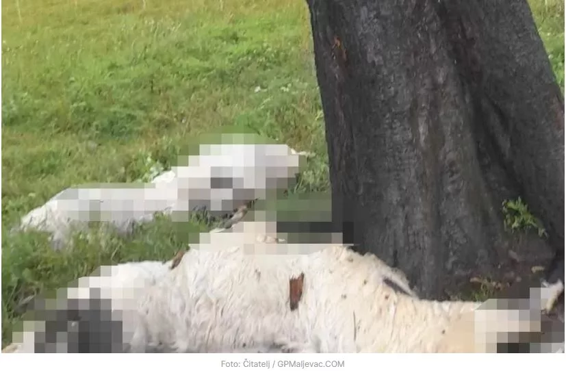 Grom ubio devet ovaca dok su bile na ispaši (FOTO)