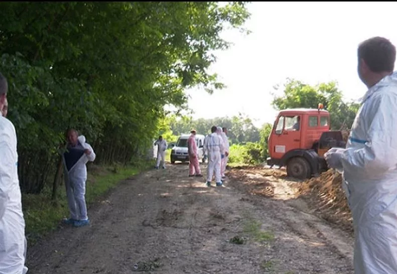 Bijeljina: Eutanazirano 15.000 svinja