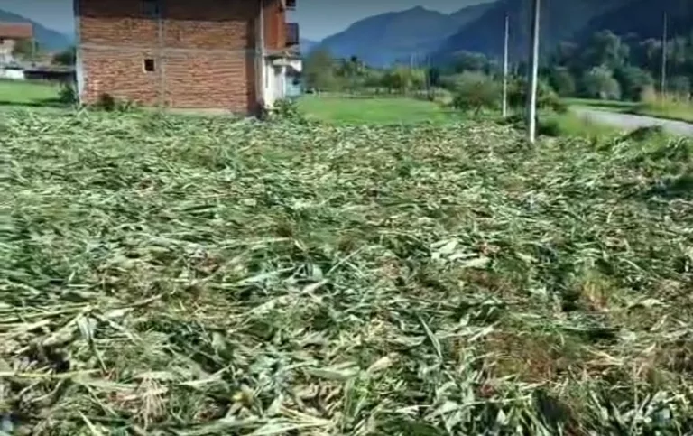Divlje svinje uništile kompletan kukuruz na parceli pored MGP "Bratunac" (VIDEO)