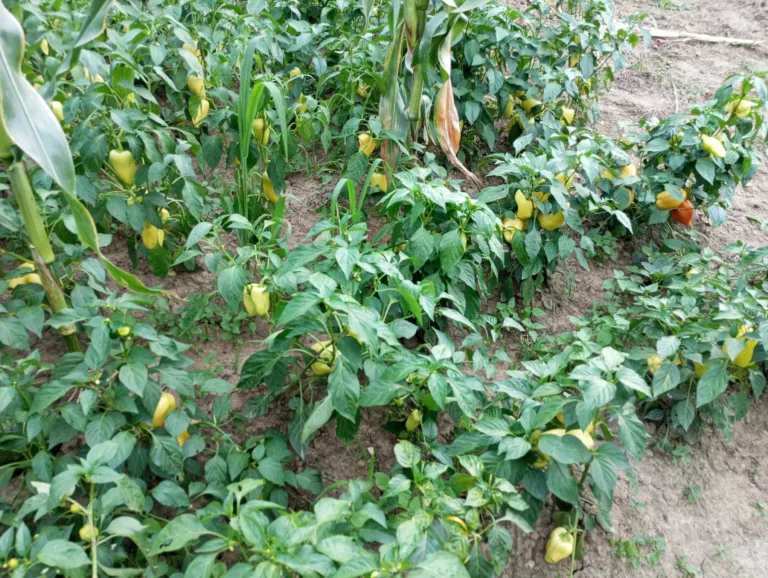 Pet ključnih koraka za proljetenu prirpemu zemljišta - Ne preskačite ih ako želite rod