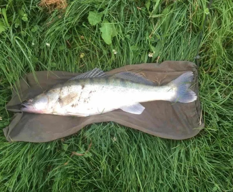 Postoje i ribe koje štete zdravlju ukoliko ih konzumiramo, preporuka za izbjeći 4 vrste ribe