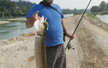 Kreće lovostaj na omiljenu grabežljivicu u Zvorničkom jezeru i traje naredna dva mjeseca (FOTO)