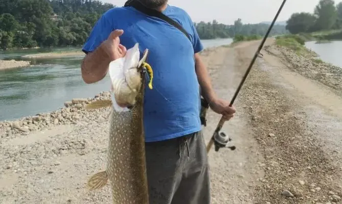 Kreće lovostaj na omiljenu grabežljivicu u Zvorničkom jezeru i traje naredna dva mjeseca (FOTO)