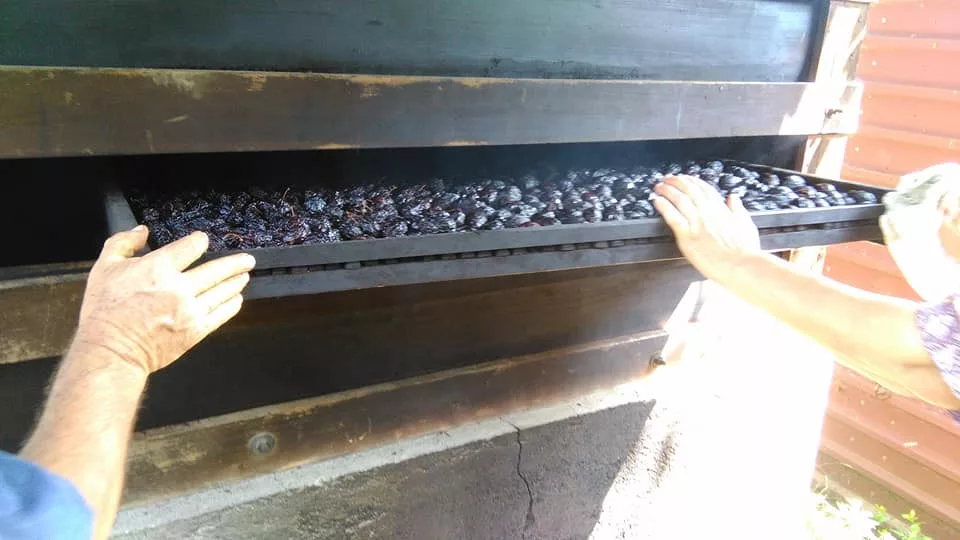 Suhe šljive Zvornika i Podrinja: Slasna tradicija koja opija mirisom i fascinira okusom (FOTO)