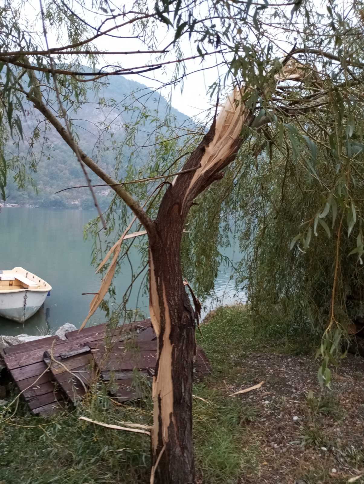 Grom udario u vrbu na obali Zvorničkog jezera u mjestu Divič (FOTO)