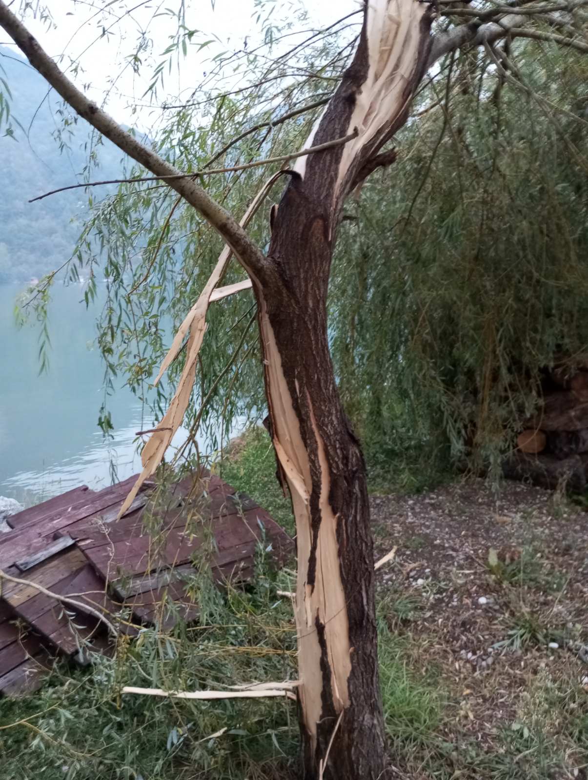Grom udario u vrbu na obali Zvorničkog jezera u mjestu Divič (FOTO)