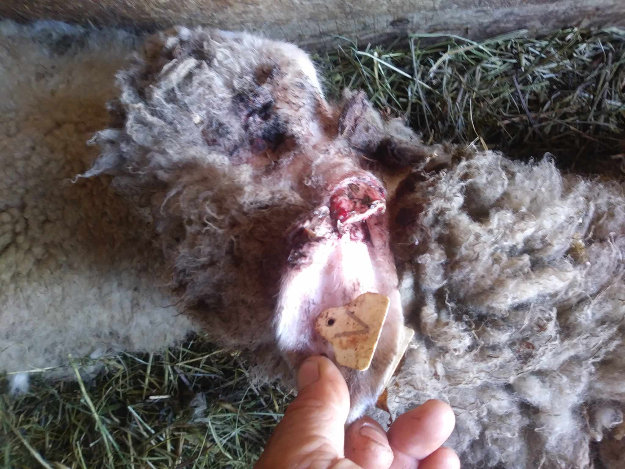 Čopor pasa lutalica uništio stado ovaca u Novom Selu kod Zvornika, Ramiz Kostijerevac "Roka" pretrpio ogromnu materijalnu štetu (FOTO)
