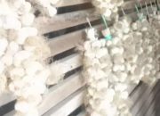 Priča o vrijednoj arheologinji iz Malog Zvornika koja uveliko proizvodi kvalitetan bijeli luk