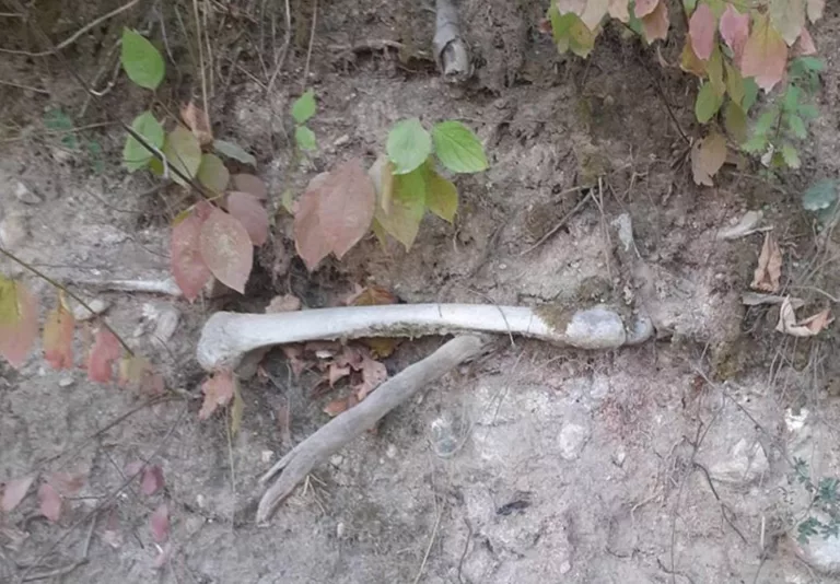 Potresno svjedoÄenje Nizame iz Srebrenice i neÅ”to drugaÄije svjedoÄenje od ranije date izjave NeÄe KipiÄa iz MiliÄa na suÄenju optuženim Äelnicima MiliÄke brigade