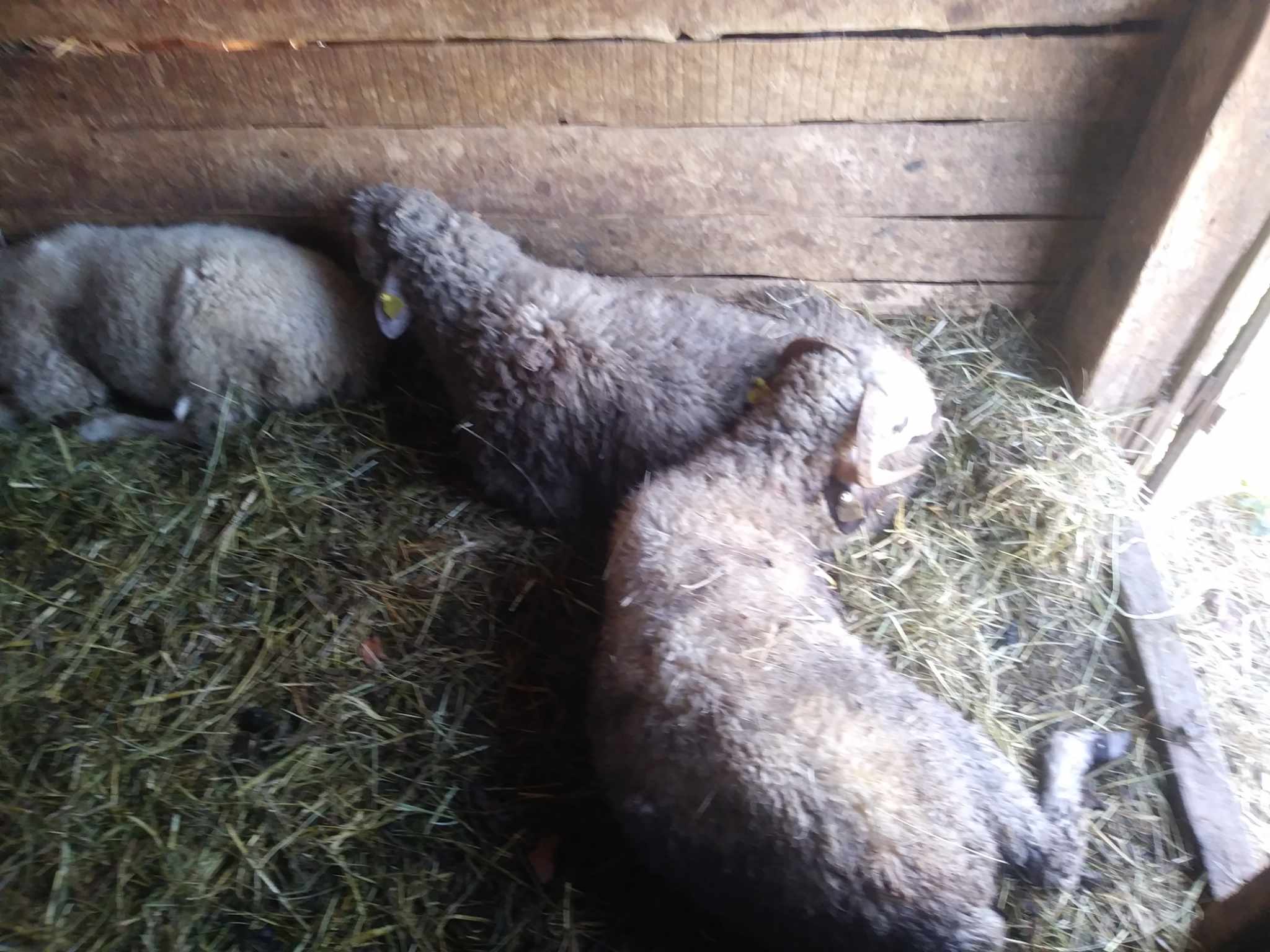 Čopor pasa lutalica uništio stado ovaca u Novom Selu kod Zvornika, Ramiz Kostijerevac "Roka" pretrpio ogromnu materijalnu štetu (FOTO)