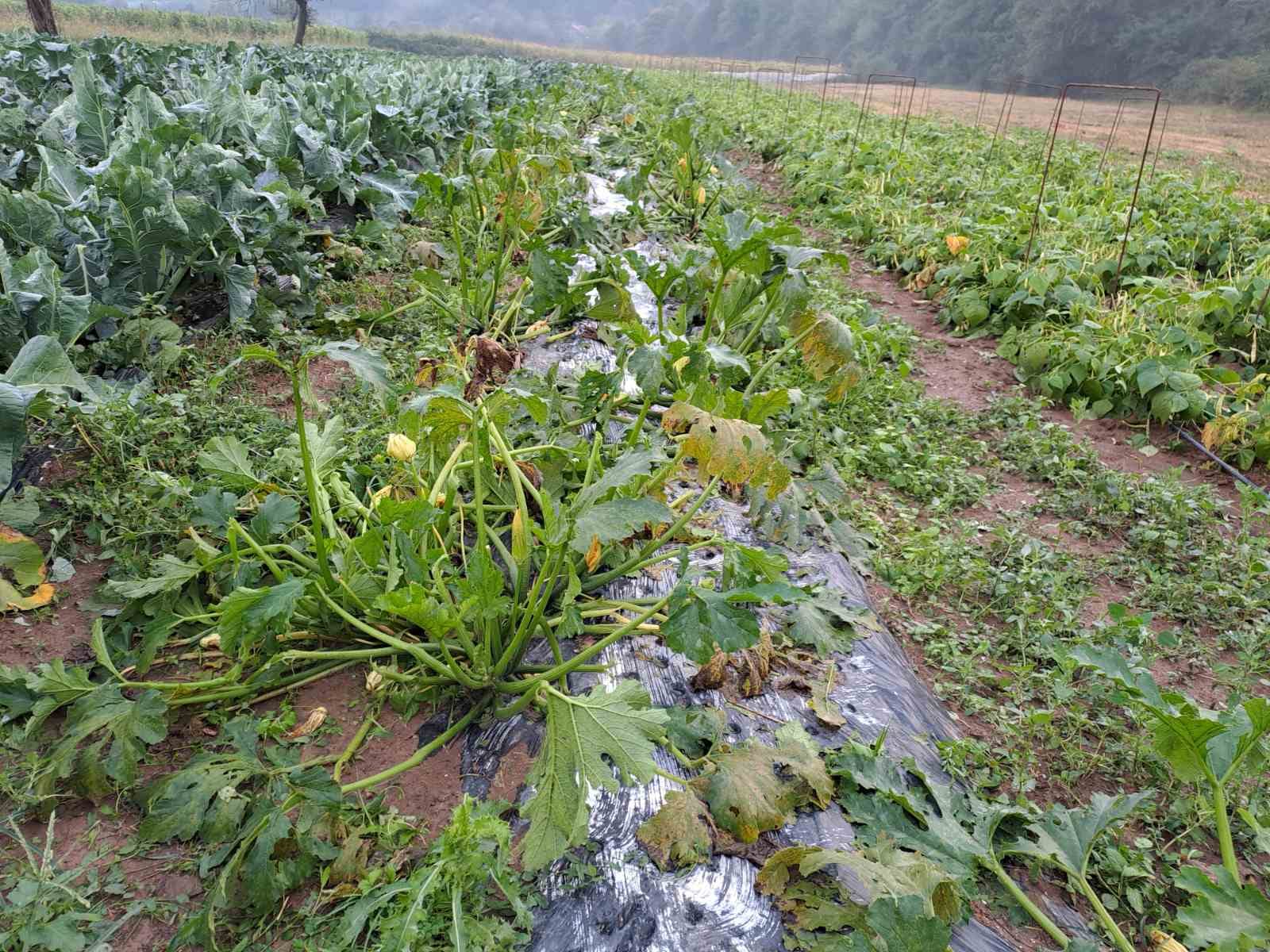 Olujno nevrijeme i led poharali Bratunac, Srebrenicu i Miliće, oštećeni staklenici i plastenici zadruge "Agrofood" u Konjević Polju (FOTO+VIDEO)