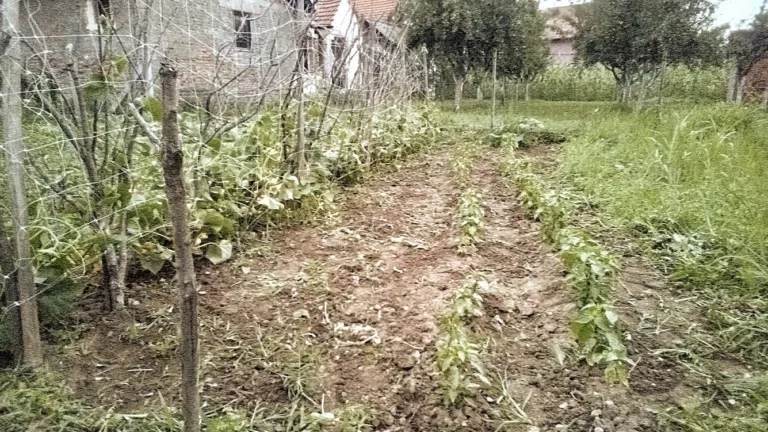 Poljoprviredni radovi koji se izvode u mjesecu januaru