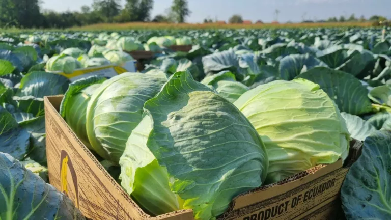 BiH zaštitila još četiri svoja tradicionalna proizvoda