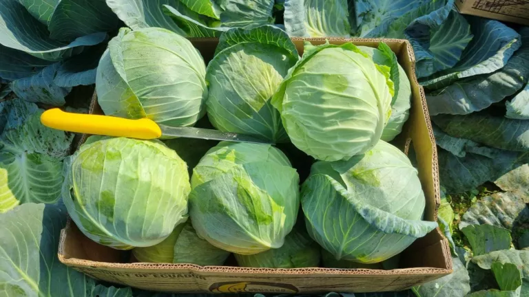 Sorta kupusa koja nije za kiseljenje: Raspadne se u kaci