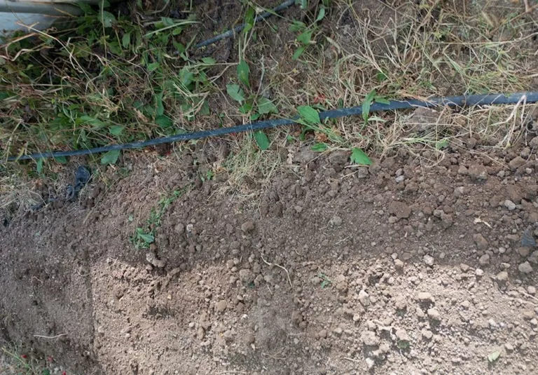 Tri biljke posadite u novembru: Puna bašta čekaće vas na proljeće