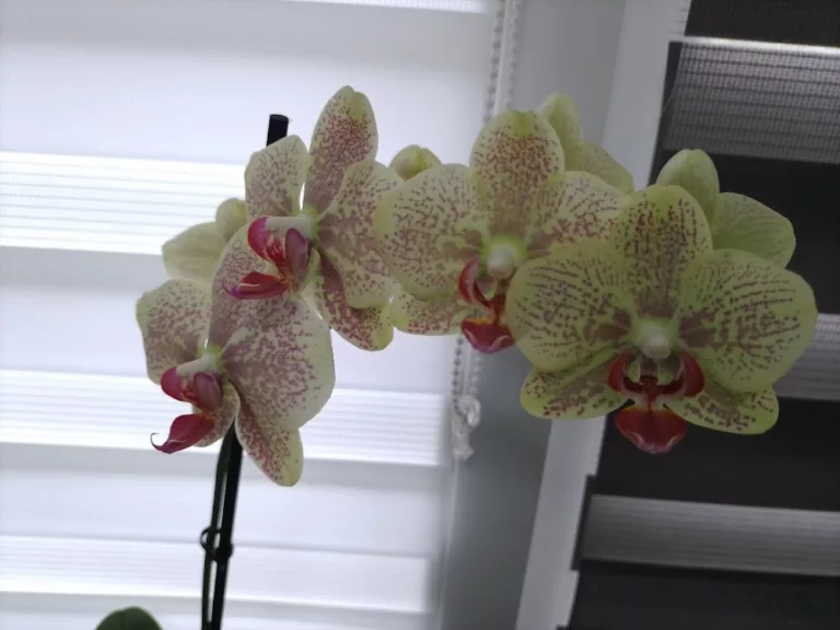 Orhideja je idealan dodatak svakom domu