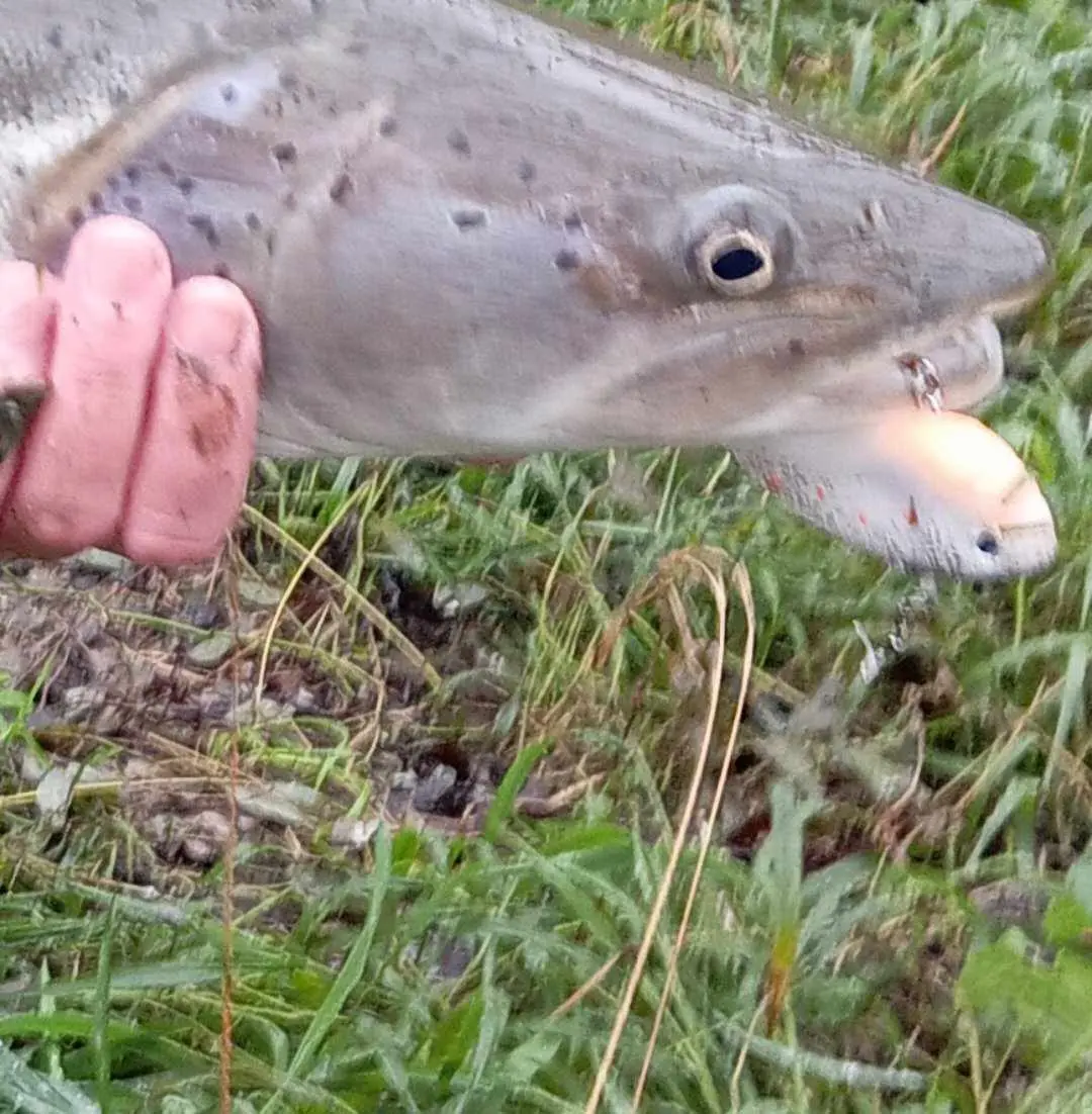 Ribolovci iz Češke za jedan dan ulovili tri mladice, sve ribe uredno vraćene u Drinu (FOTO+VIDEO)
